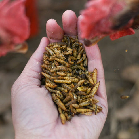 Happy Hen Grub Frenzy Globally Sourced 30oz - Poudre Pet & Feed Supply 2